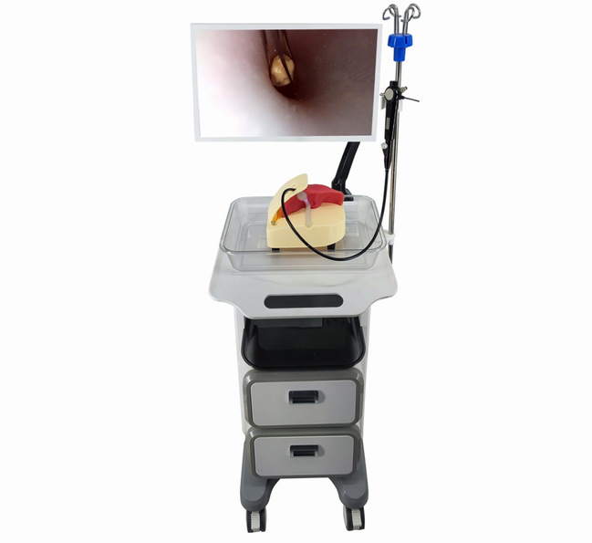 Choledochoscope Training Simulator