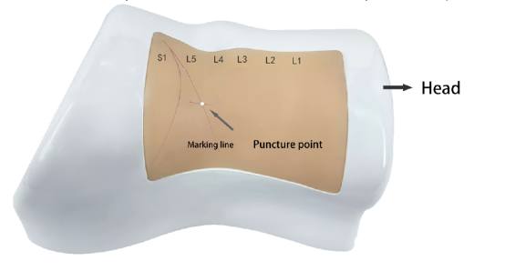 Lumbar model (right side lying)HFM-8987