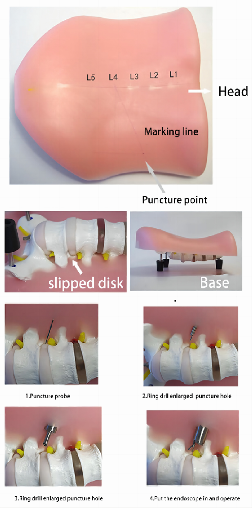 Lumbar model(Prone)HFM-8986