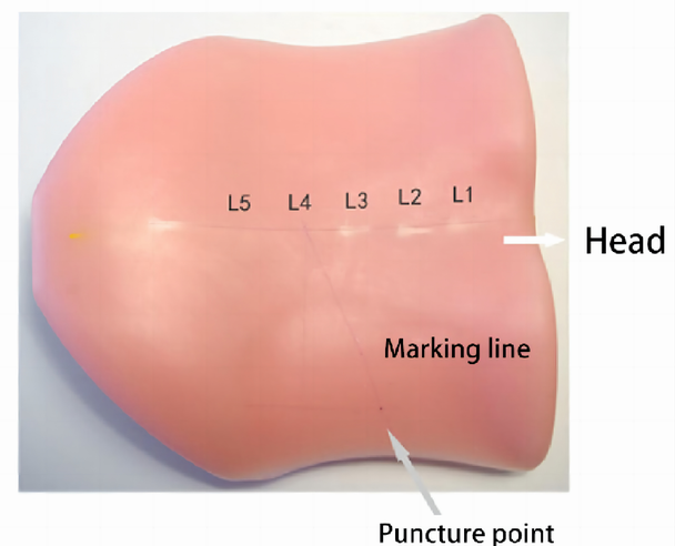 Lumbar model(Prone)HFM-8986