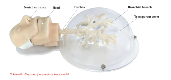 Bronchoscope training model HFM-8871