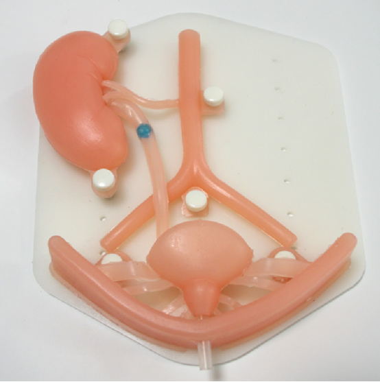 Urinary system model HFM-8706