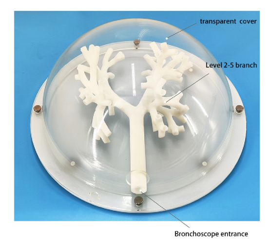 Bronchoscopy training model (rigid model) HFM-8876