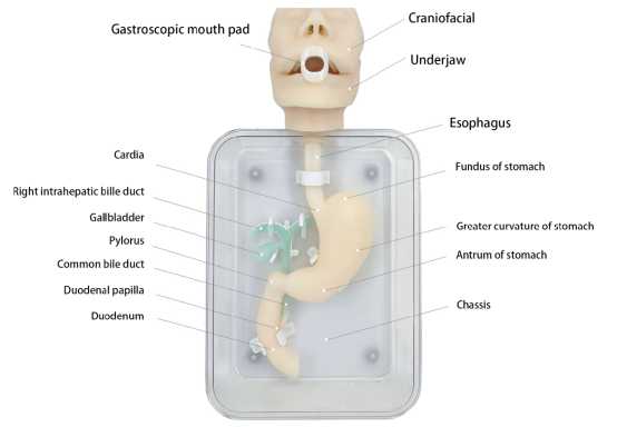 Gastrointestinal Endoscopy Training Models HFM-8520