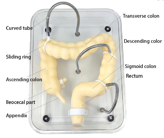 Colonoscopy training model HFM-8509