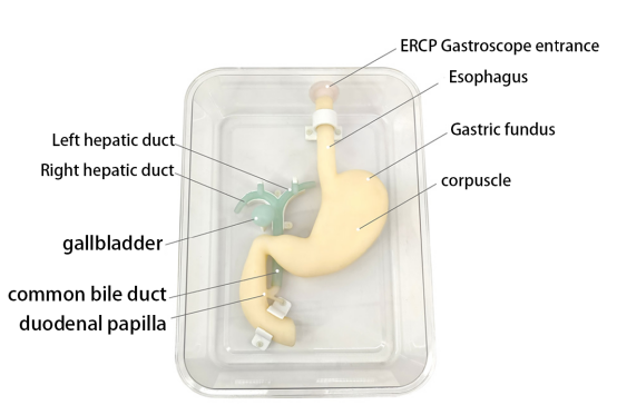 Gastroduodenal model for ERCP HFM-8508