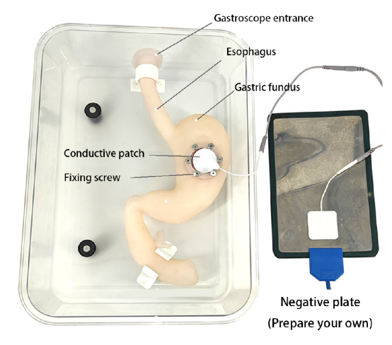 Gastroduodenal model for ESD HFM-8507