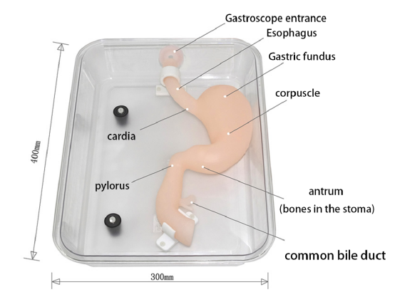 Gastroduodenal model(standard）HFM-8506